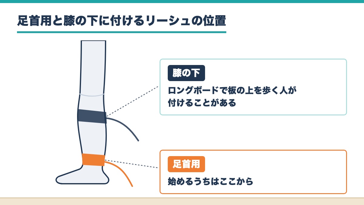 脚の足首に付ける足首用と膝の下に付けるリーシュの位置を示した図
