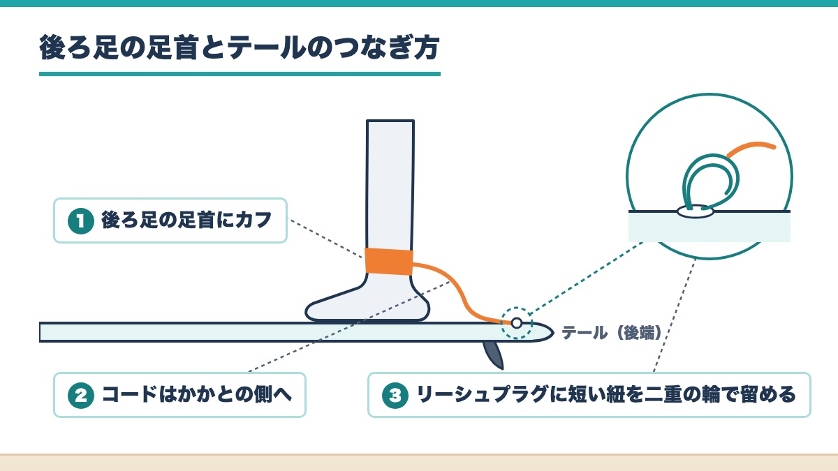 後ろ足の足首にカフを巻きコードをかかとの側からテールのリーシュプラグへ短い紐でつなぐ図